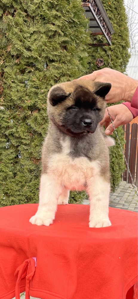 Femela Akita American / Pedigree