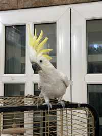 Говорящий попугай какаду