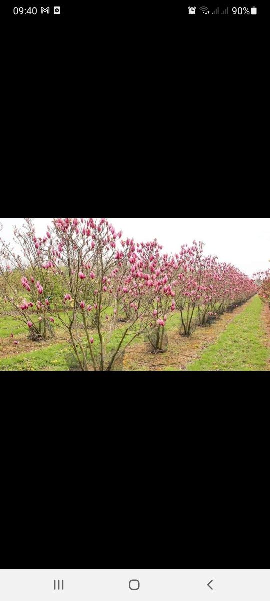 Vând magnolia sulangiana și grande flora preț accesibil