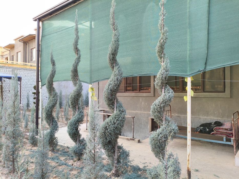 АрчаКесамиз Хар хил шакилда