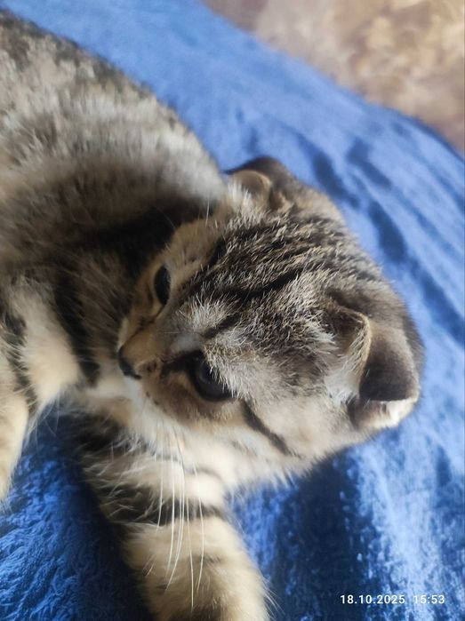 Мушукча.

Породаси: скотиш-фолд, тоззза кон. Латок билади 5+.