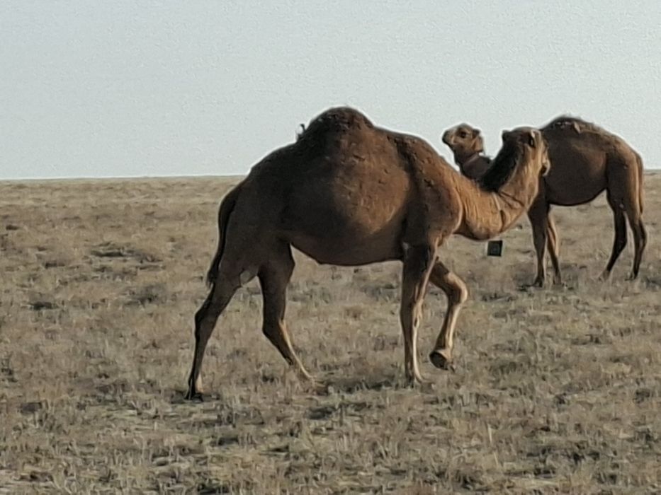 Түйе сатылады жас