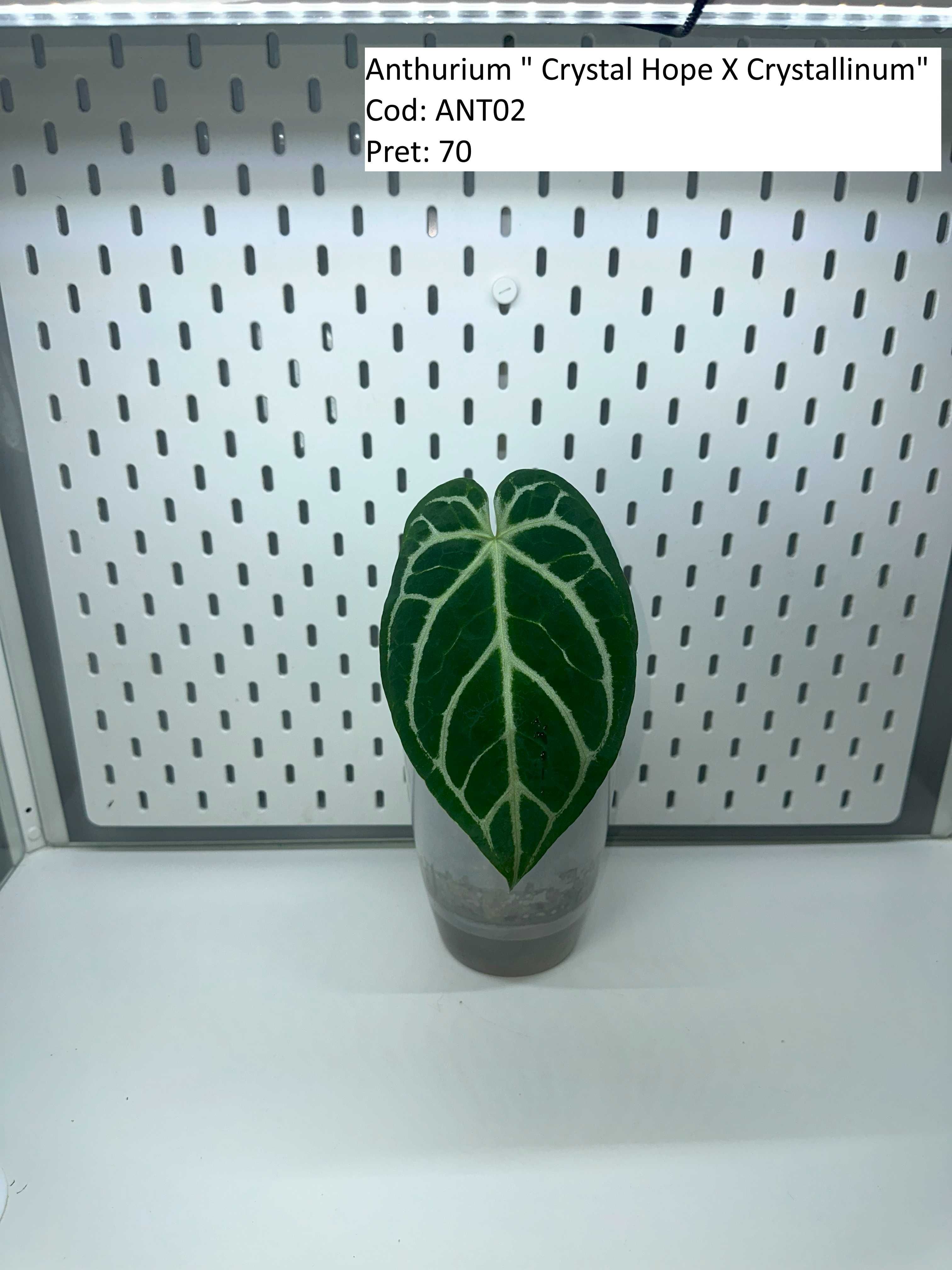 Anthurium Queen of hearts / Crystal Hope / Crystallinum / ForgetiiX _1