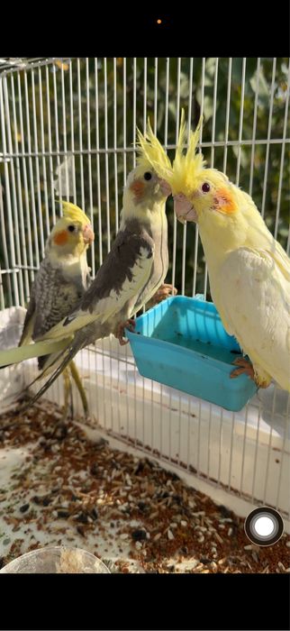 Карелла 4 шт срочно