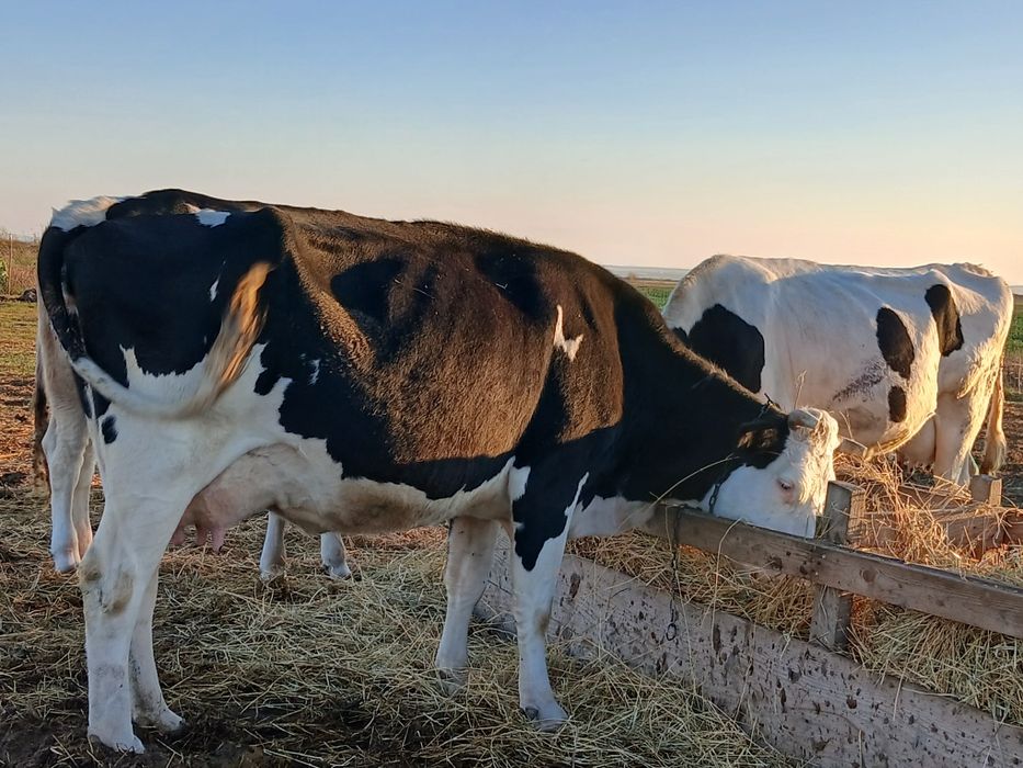 Vând vacă de ținut