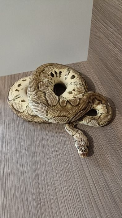 Piton regal pastel clown