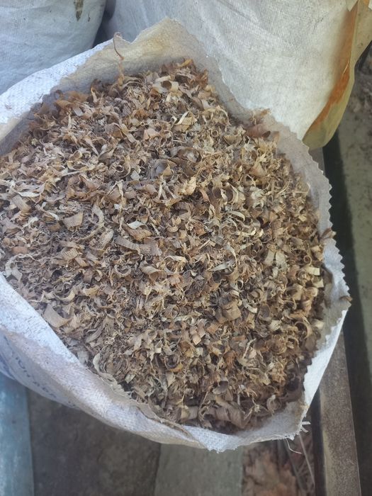 Apilka Otinlar yongoqniki