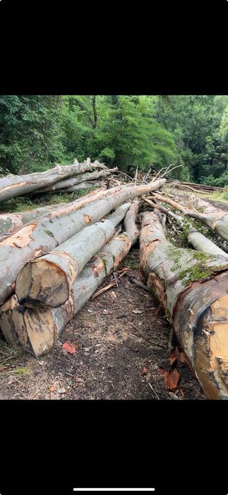 Vând Lemn de Fag Bustean Direct din Pădure – Livrare în Județul Arad