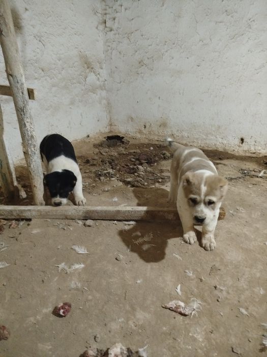 Alabay bolasi sotladi toza qon