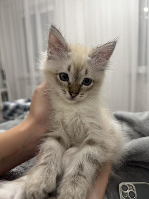 Безумно красивый кот