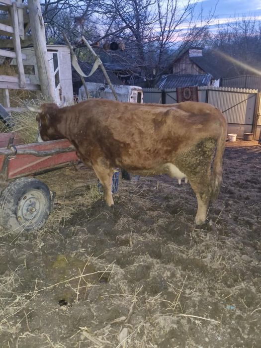 Vaca în vârstă de 6 ani și vitica de o luna