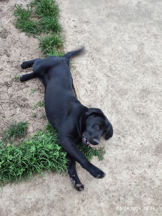 Labrador , pedigree tip A