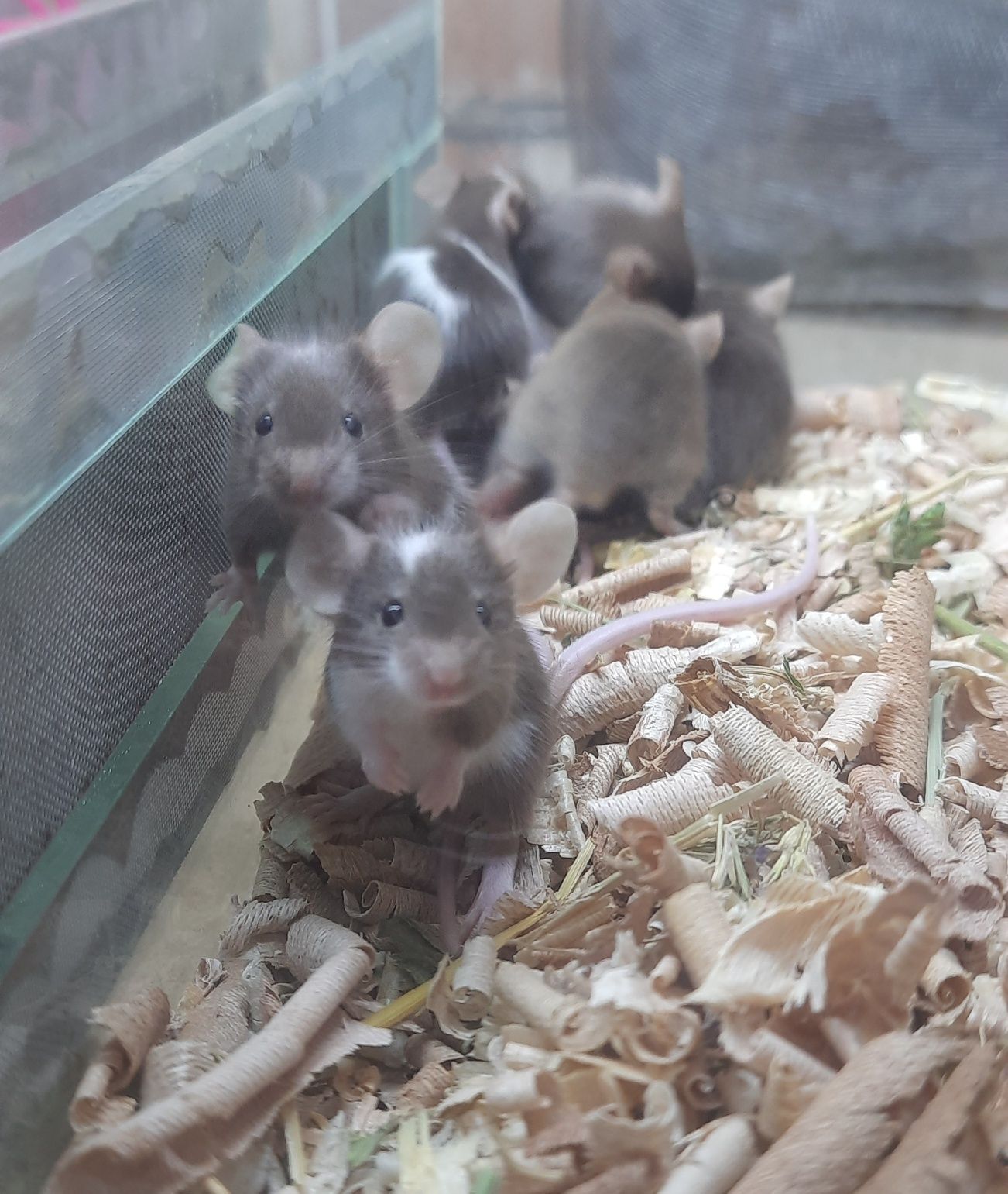 Продаются декоративные мыши