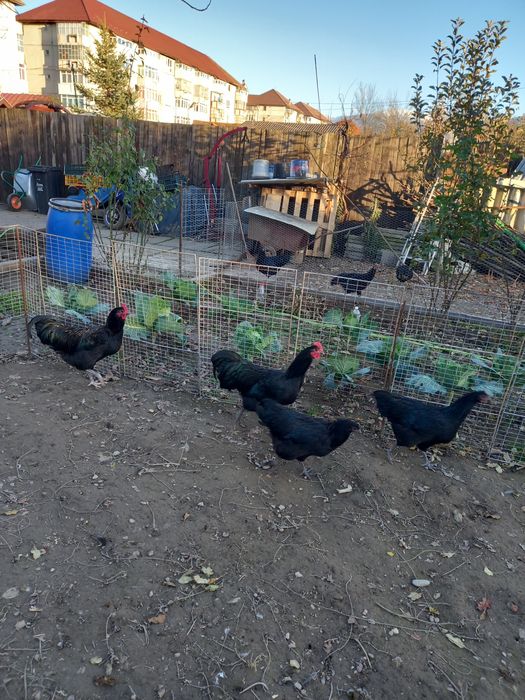 Vând cocoși din rasa Australorp