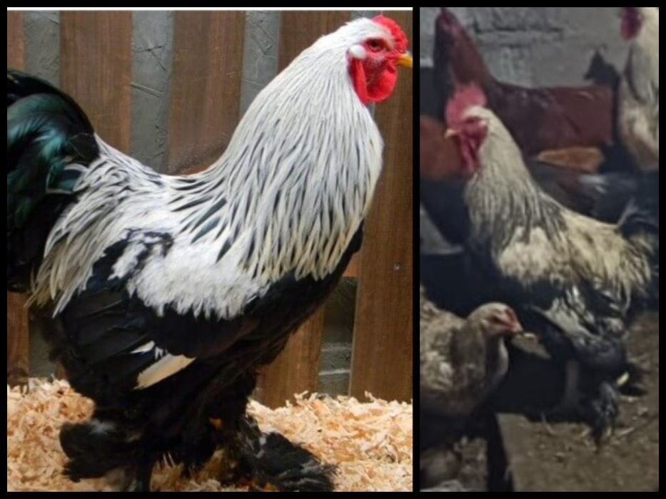 Продам Петухи брамы и доминанты