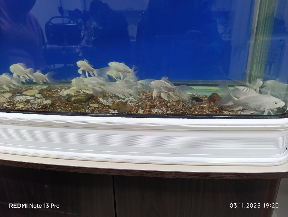 Коля баликлари сотилади