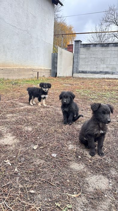 Отдам в хорошие и добрые руки