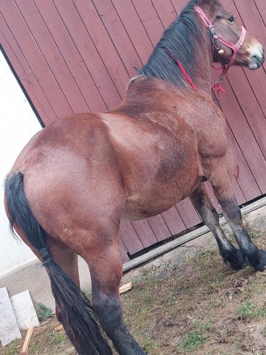 Vând Mânză de 3 Ani ..