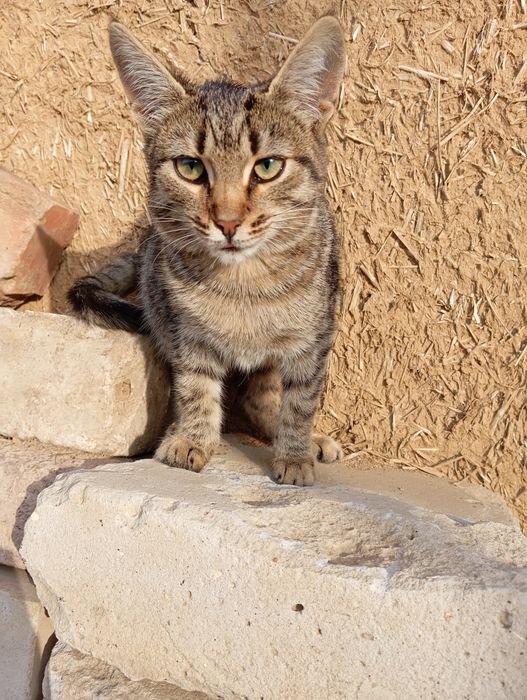 Отдам котят в добрые руки!