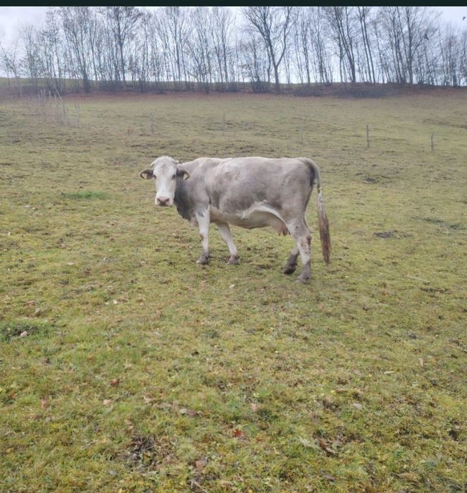 Vând vacă de 6 ani