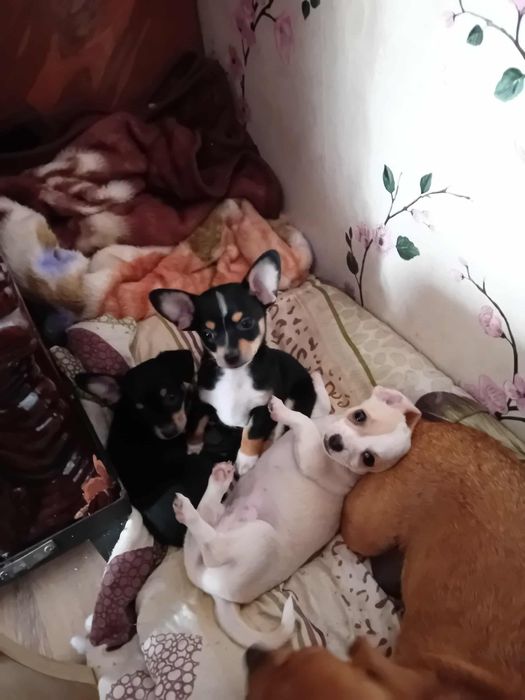Adoptie Chiuaua, foarte dragalasi
