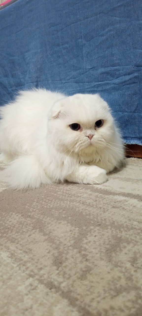 Продаёться котик