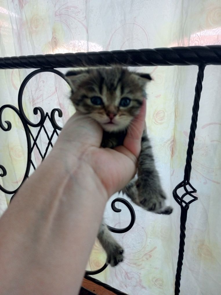 Скоттиш страйт и фолд