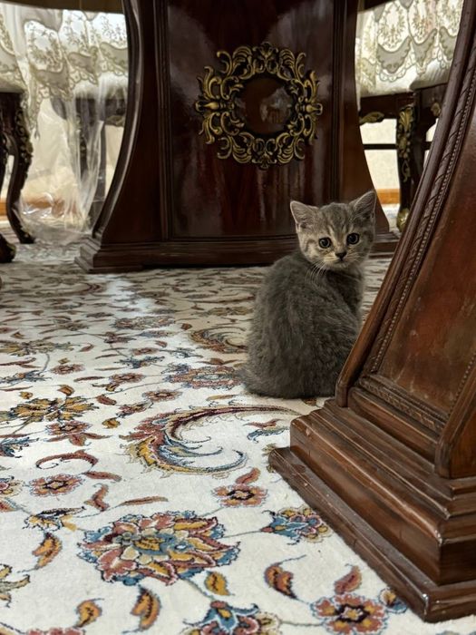 Scottish straight kittens (Шотландские котята)