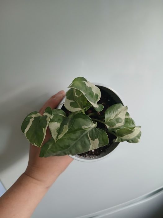 Продаётся сциндаптус Н джой