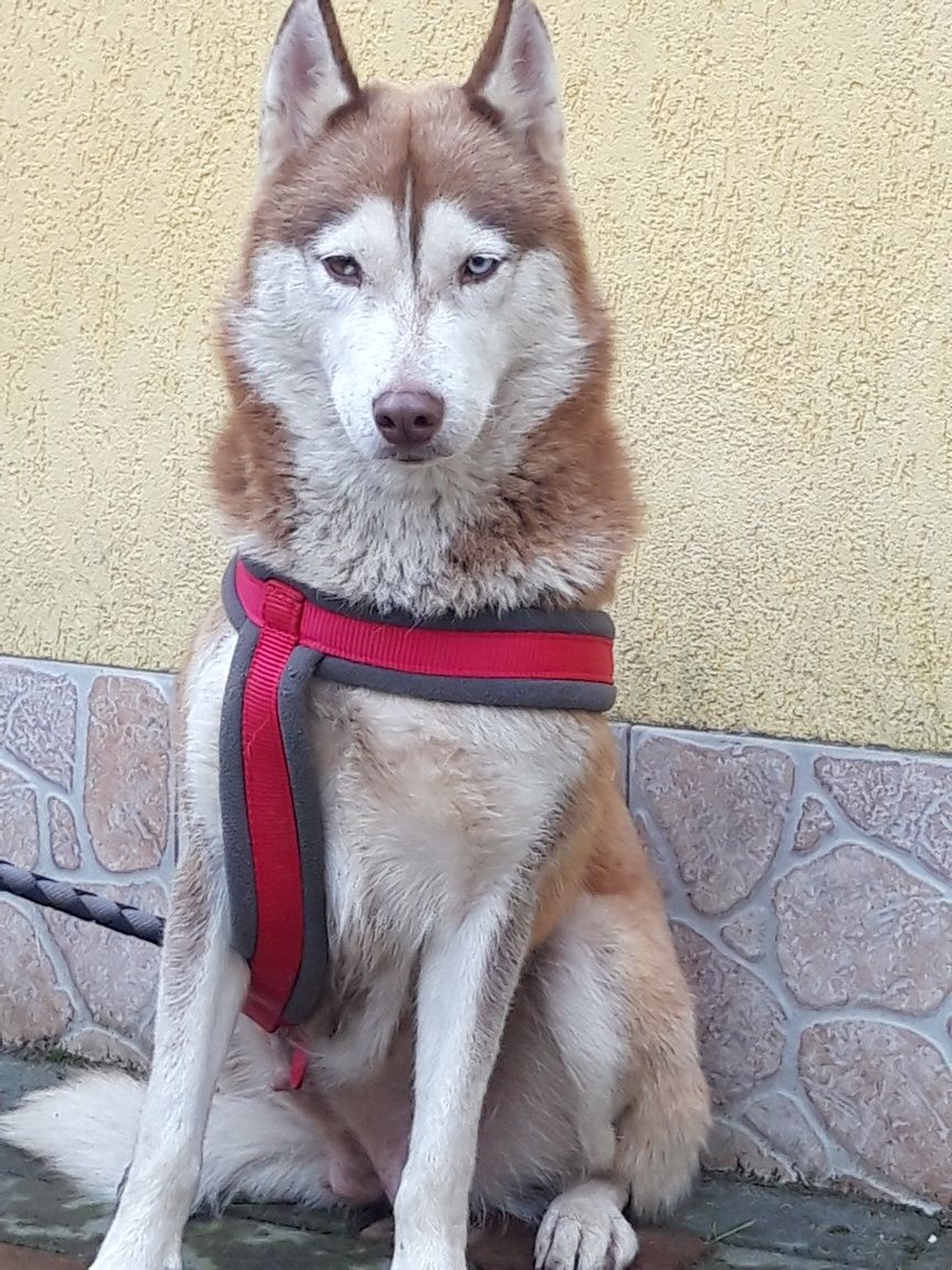 Husky Siberian rasa pura