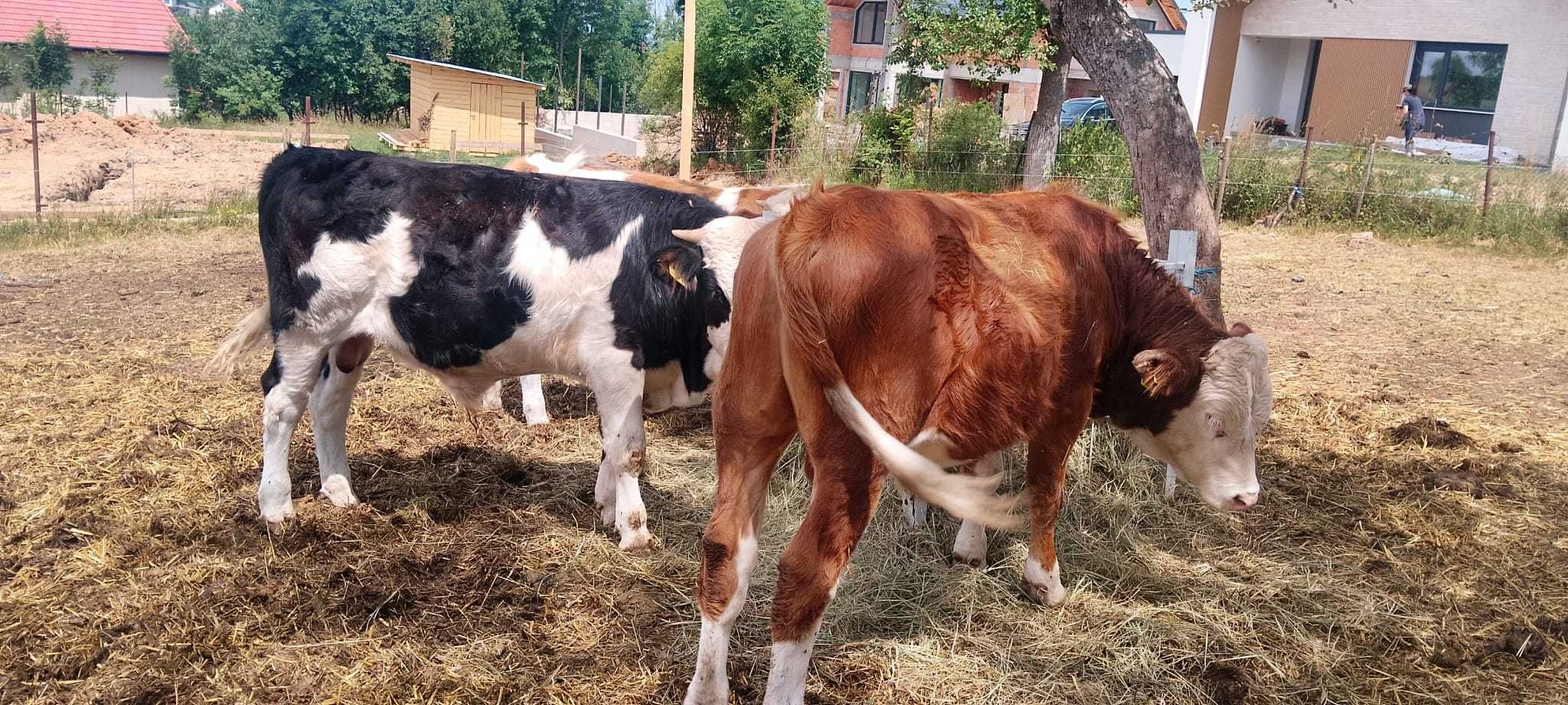 Vand 5 viței masculi
