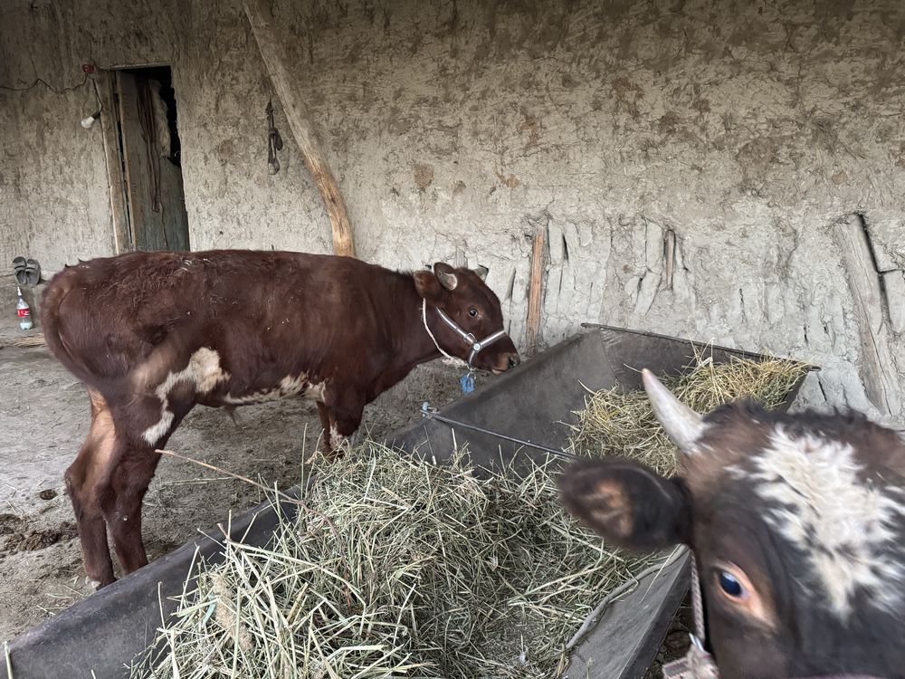 Buqacha yosh osmir 13 mln500