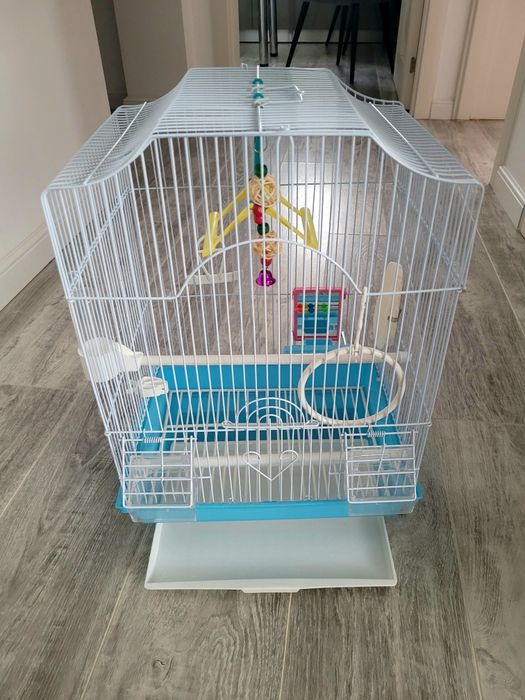 Colivie papagal albastra