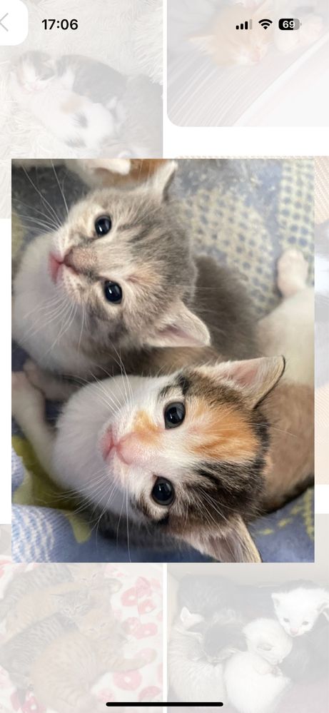 Отдам котят в добрые руки