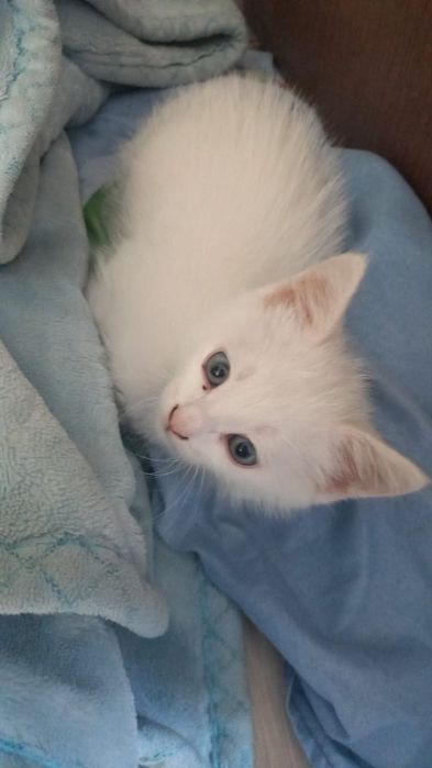 Отдам кошку бесплатно