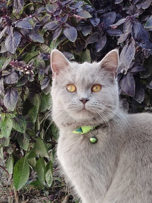 Скоттиш страйт Мушук