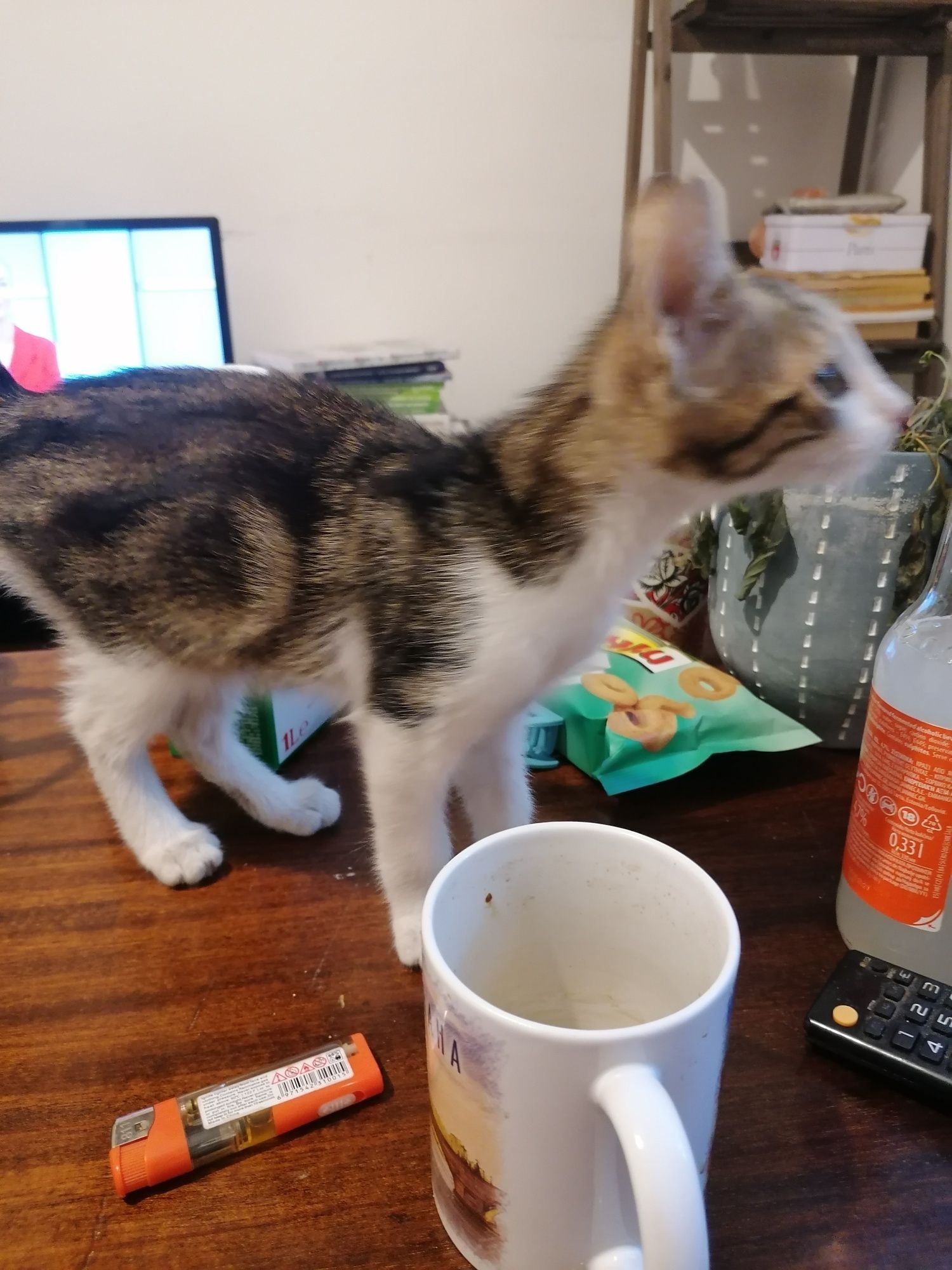 Коте търси своя човек