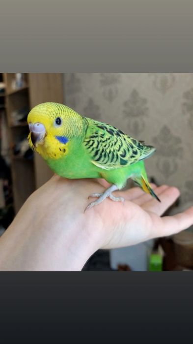 Поступление ручных волнистых попугаев