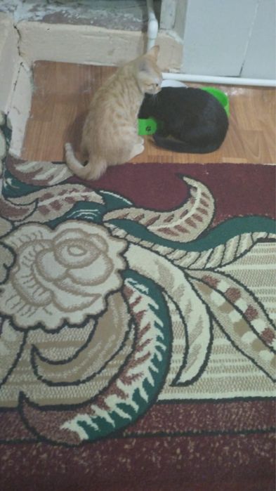 Отдам котят в добрые руки