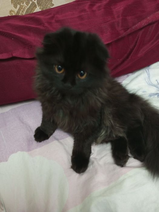 Скотиш фолд хайленд