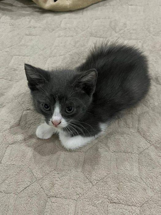 Отдам котёнка в хорошие руки