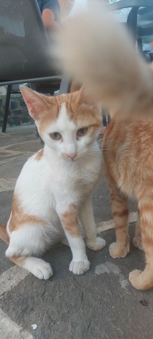 Подарявам котета