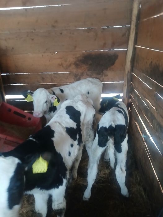 Vând 3 tauras  semi antercat