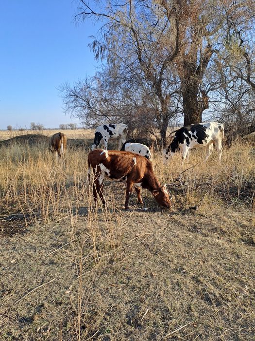 Тёлочка айшир  от высокоудойной коровы