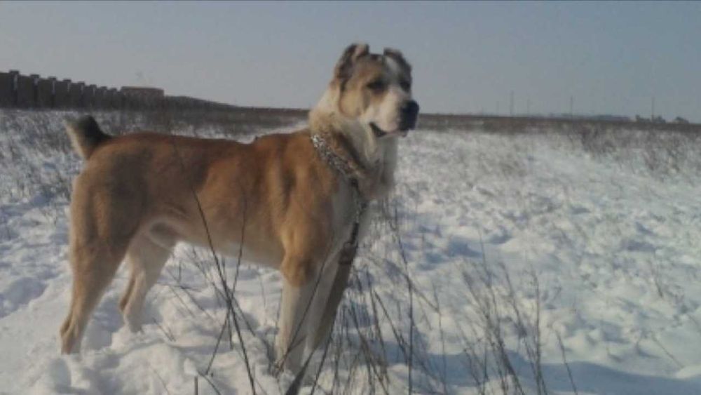 Алабай кушик сатылады 3 айлык оте акылды ургашы