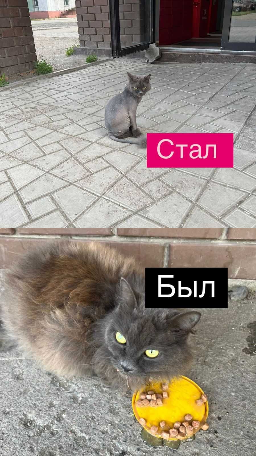Пушистый, молодой кот в добрые руки