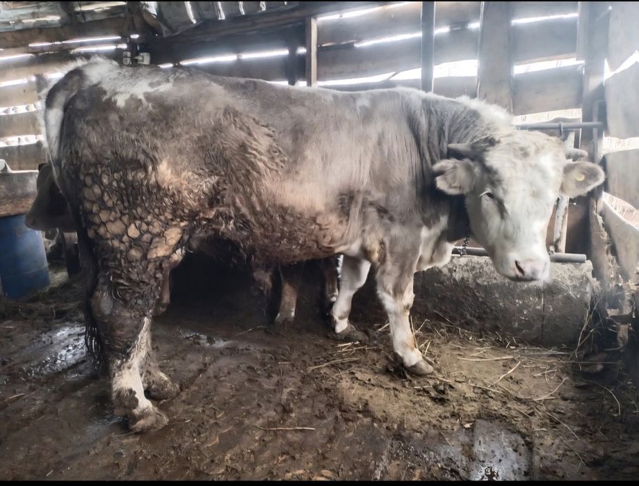 Быки Симментальской порды