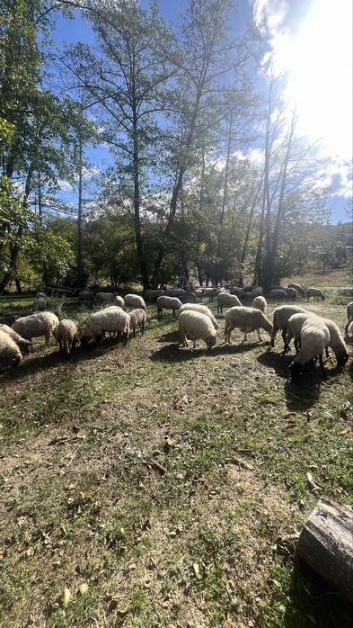 Vand oi , verifica descrierea