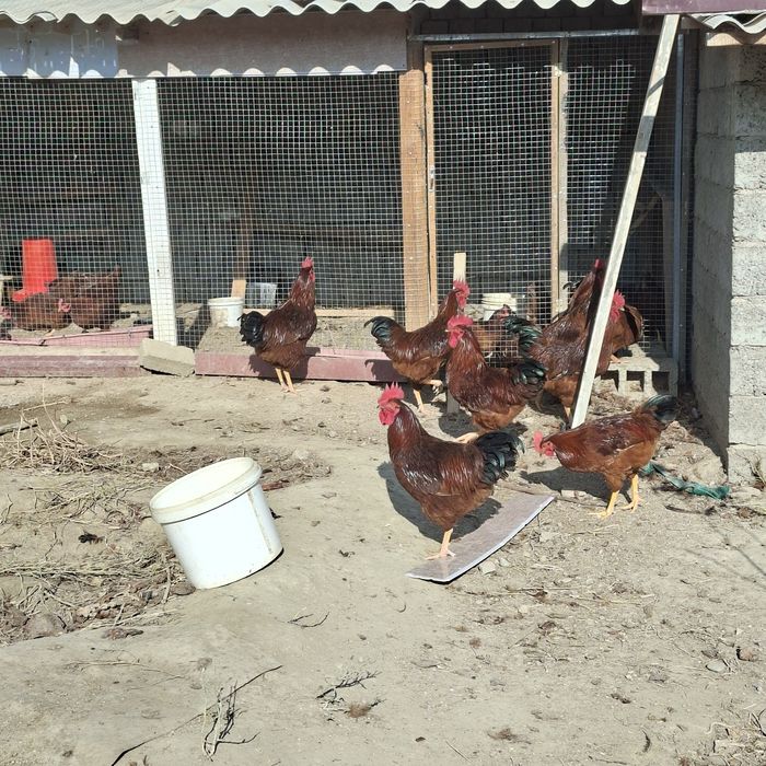 Xuroz sotaman.   Куры петухи