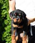 De vanzare pui Rottweiler cu pedigree